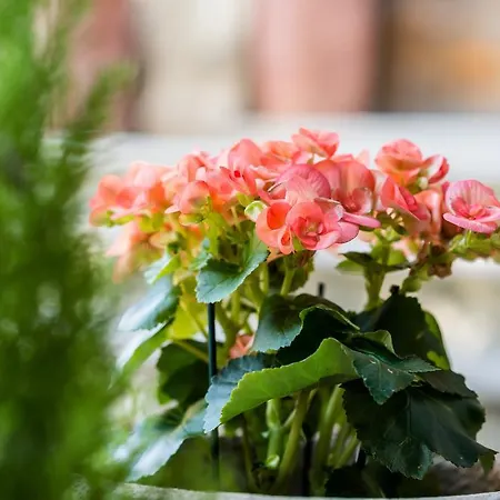 La Chicca Bed & Breakfast Siena