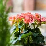 La Chicca Bed and Breakfast Σιένα